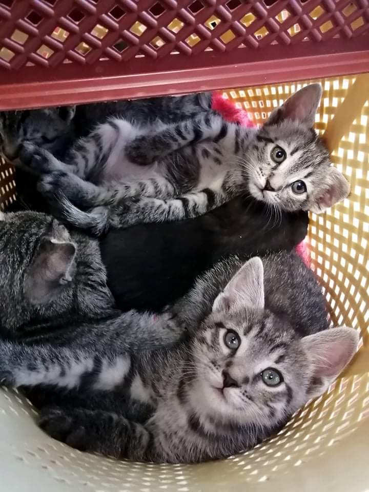 Котят выбросили в магазин в Днепре / фото: fb ЖИВОТНЫЕ ДНЕПРА