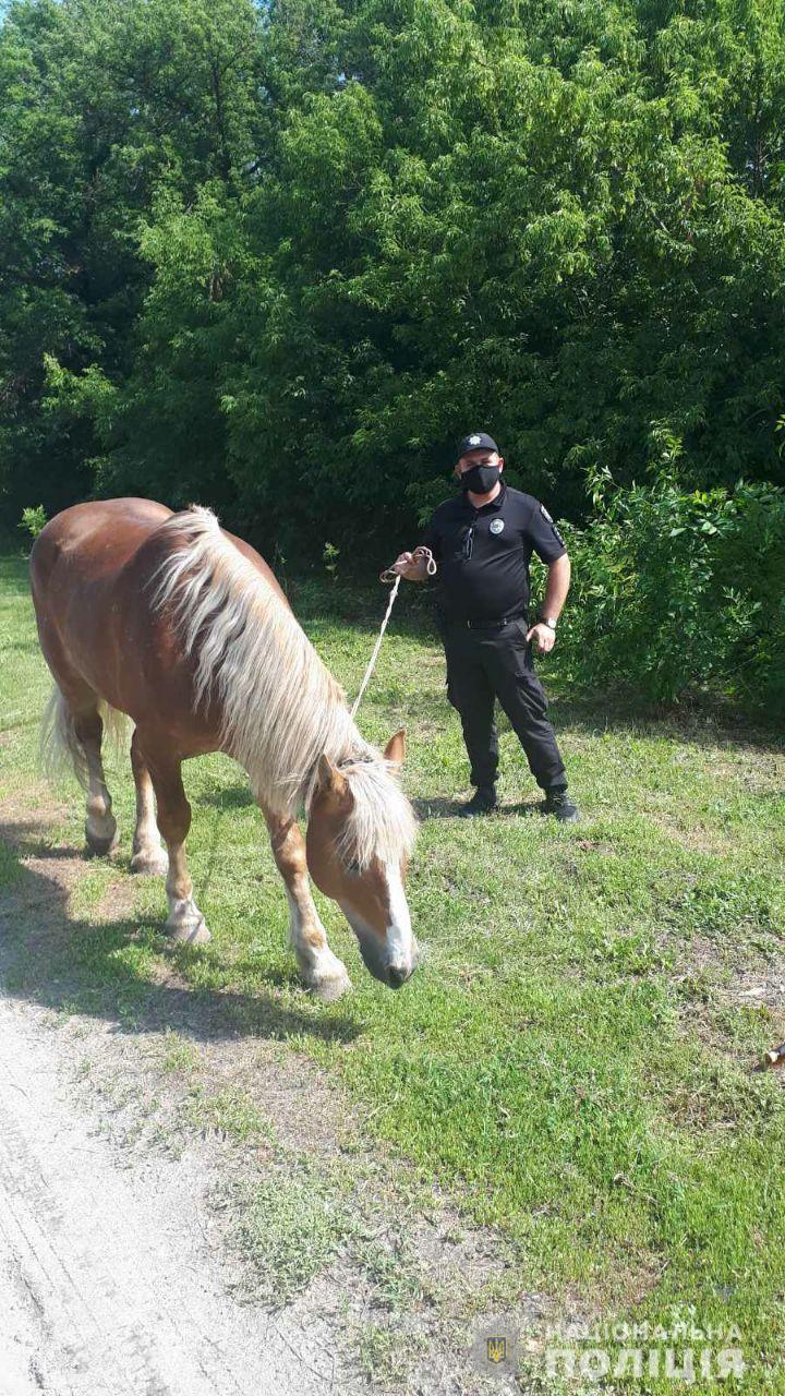 Под Днепром у девушки украли коня / фото: ГУНП Днепропетровской области