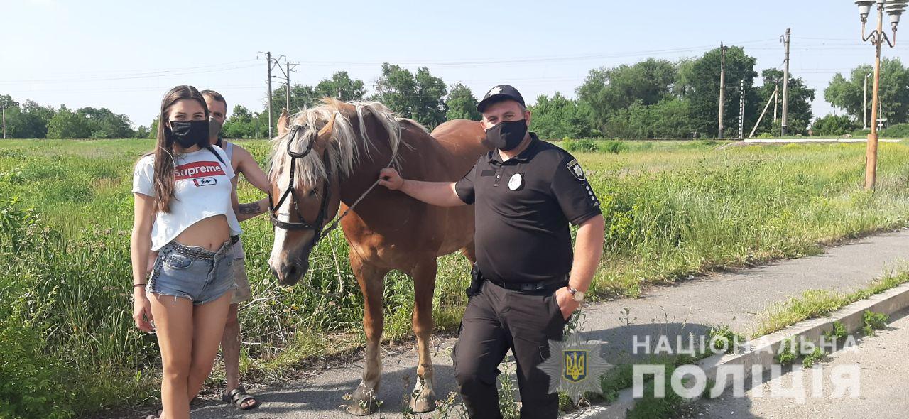 Украденного коня вернули хозяйке / фото: ГУНП Днепропетровской области