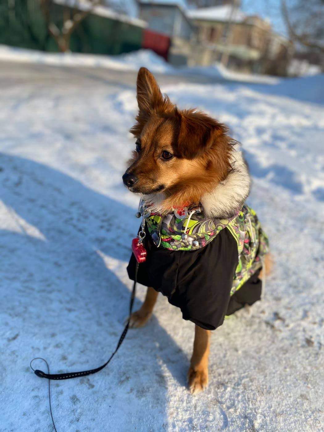 Прошел год: что сейчас со щенком, которого в Днепре жестоко избили и выбросили в мусорку фото 1