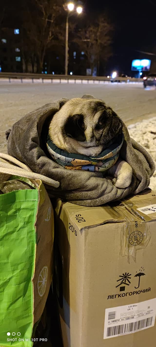 За женщину с собакой никто не заступился / фото: fb Татьяна Любушина