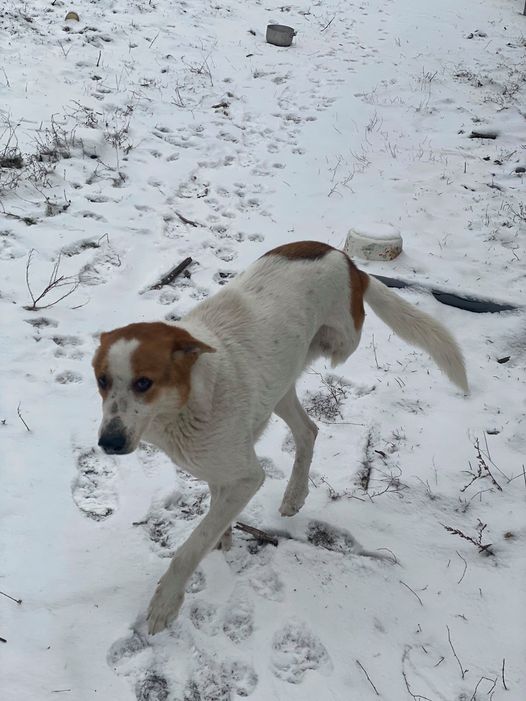 Каратик сбежал из дома, когда ветер погнул забор / фото: fb Julia Guzhel