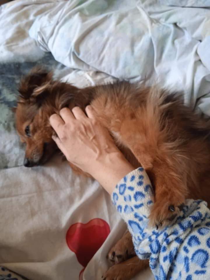 У малышки теперь есть семья / фото: fb ПРИЮТ для животных "ДРУГ " Днепр