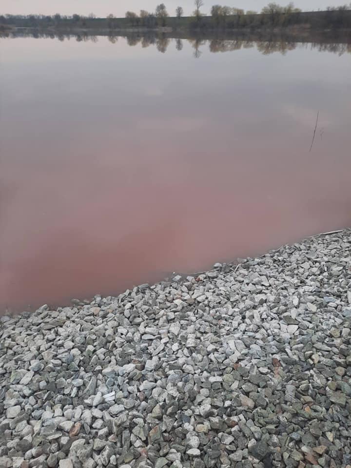 Ставок стал красный от сливов / фото: fb Татьяна Лампика
