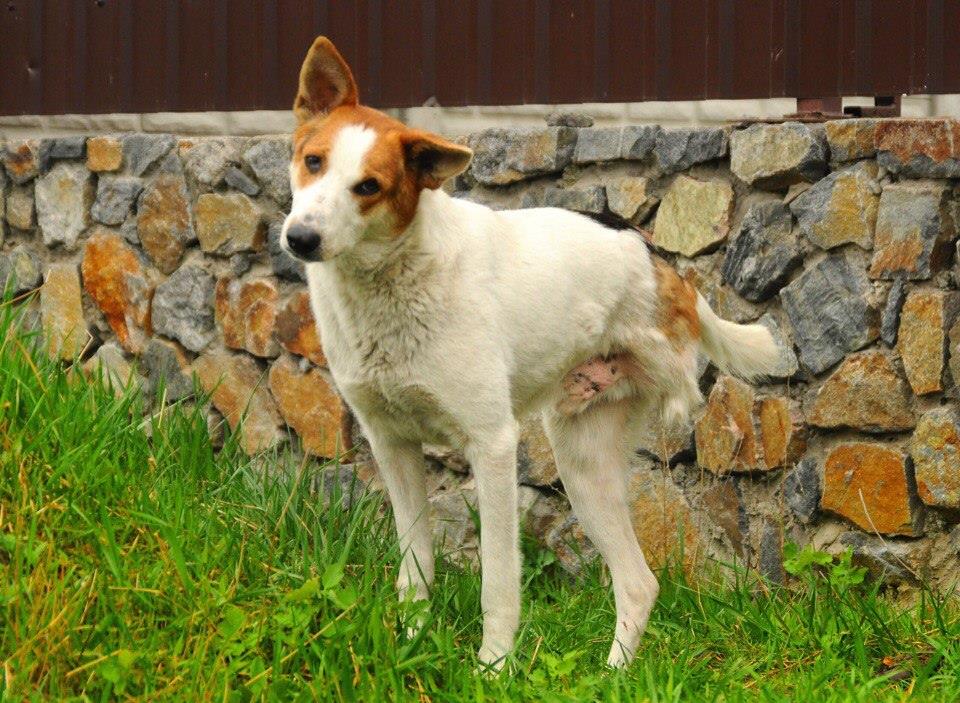 Вот так выглядел Каратик в 2017 году / фото: Julia Guzhel