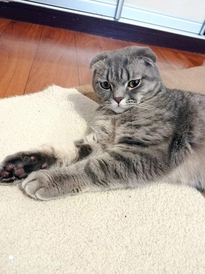 Украденный кот - фото: fb Екатерина Головачева