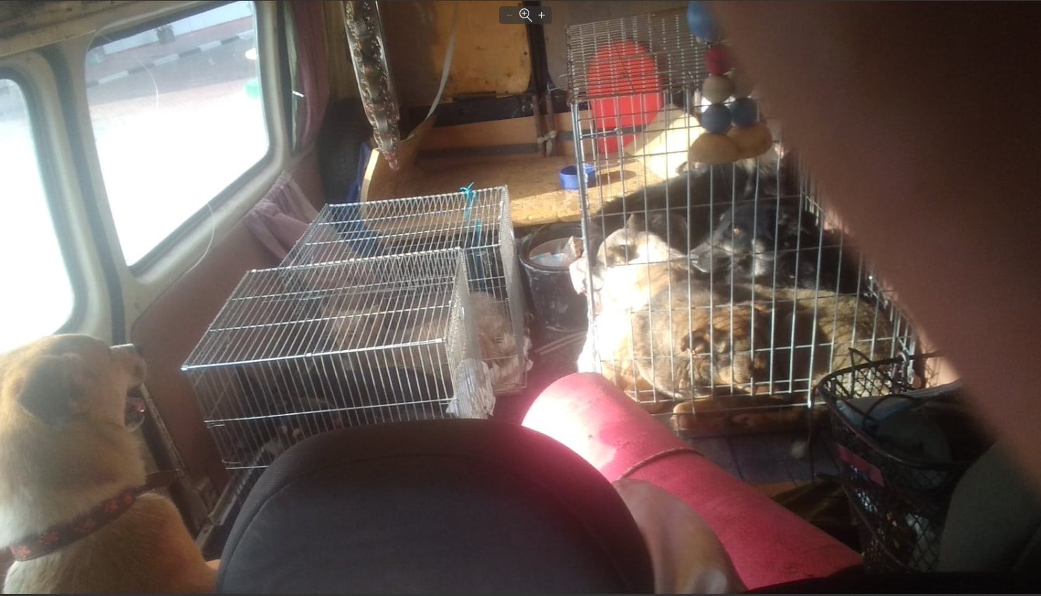 Собак забрали / фото: fb Yurij Prikhodko