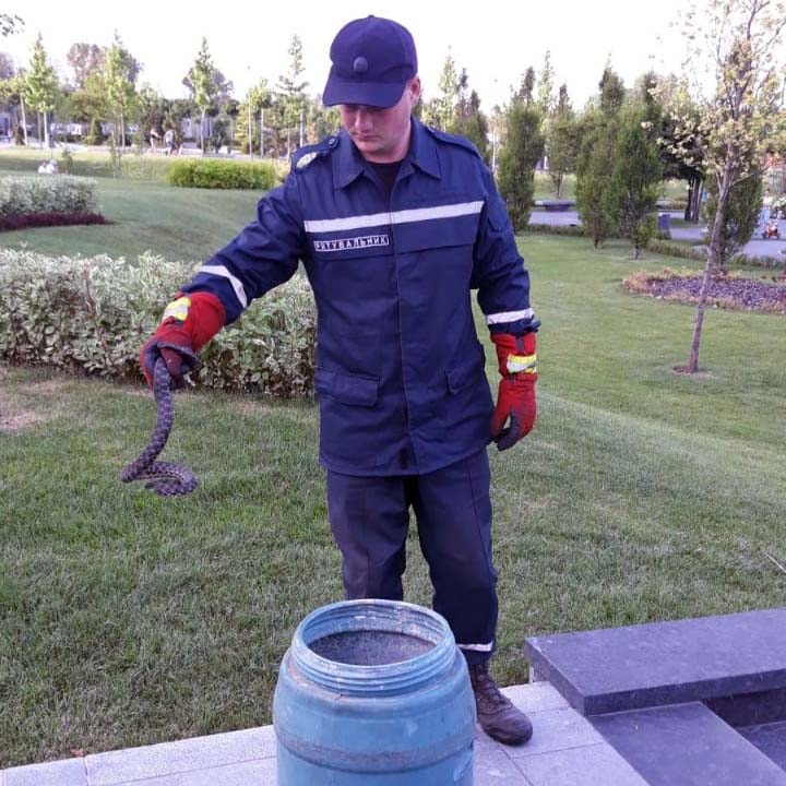 Змею поймали и вывезли / фото: ГСЧС