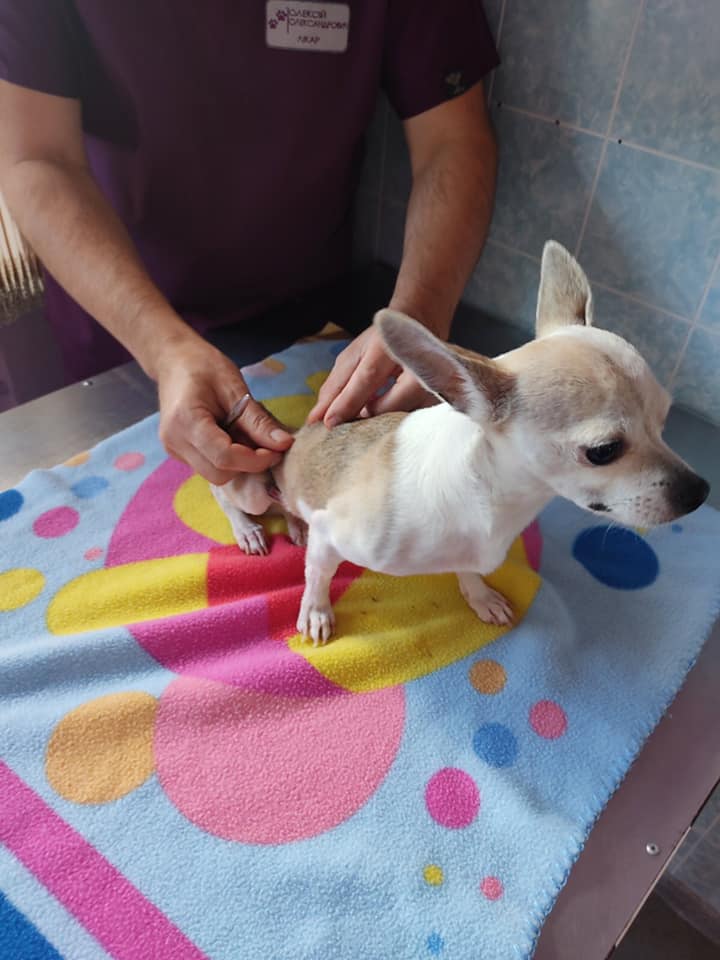 У собаки нет чувствительности в задних лапах / фото: fb КОВЧЕГ Общество Защиты Животных (Днепр)