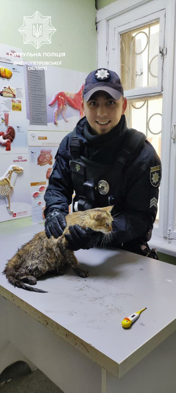 Кошка, которую 9 декабря спасли патрульные в Днепре, оказалась не бездомной