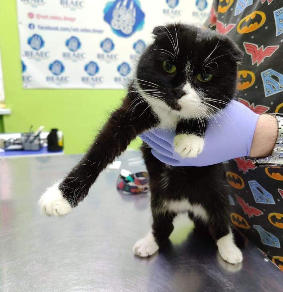 Если узнали кошку или ее владелицу, то сообщите в полицию.