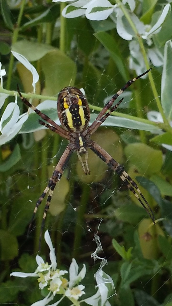 Вот так выглядит паук -