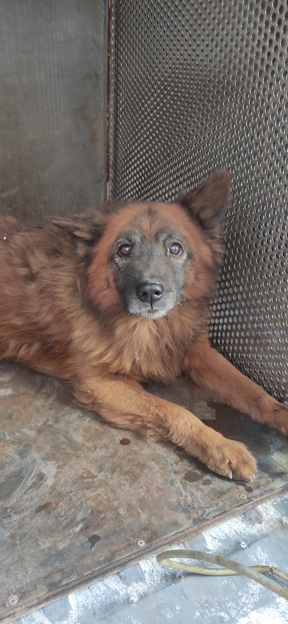 Собака серйозно постраждав -