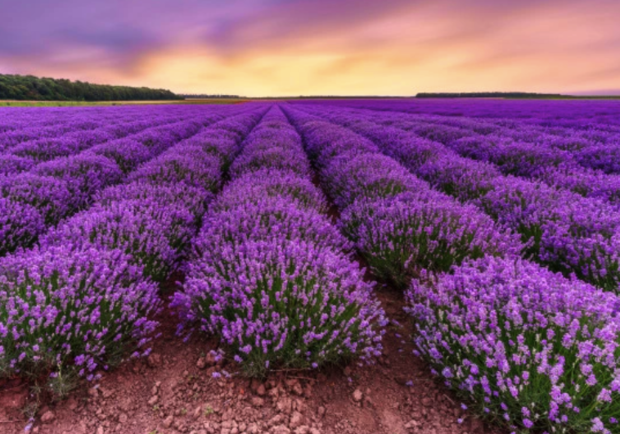 Фестиваль Лавандовый Прованс / freepik.com