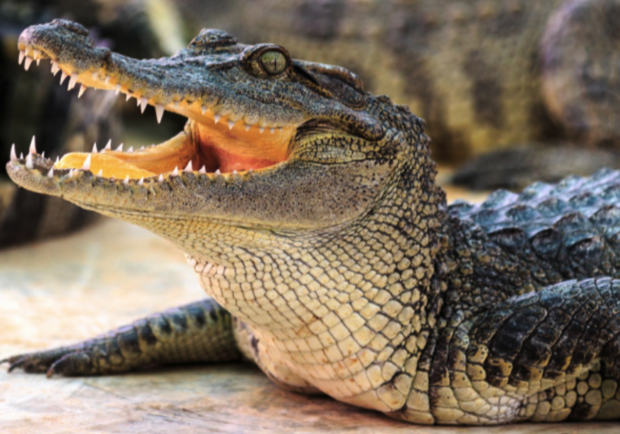 Крокодиловая ферма - фото freepik.com