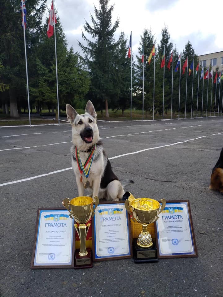 Бункер использовали, как подвал и часто прятали там собак / фото: fb Елена Гулая