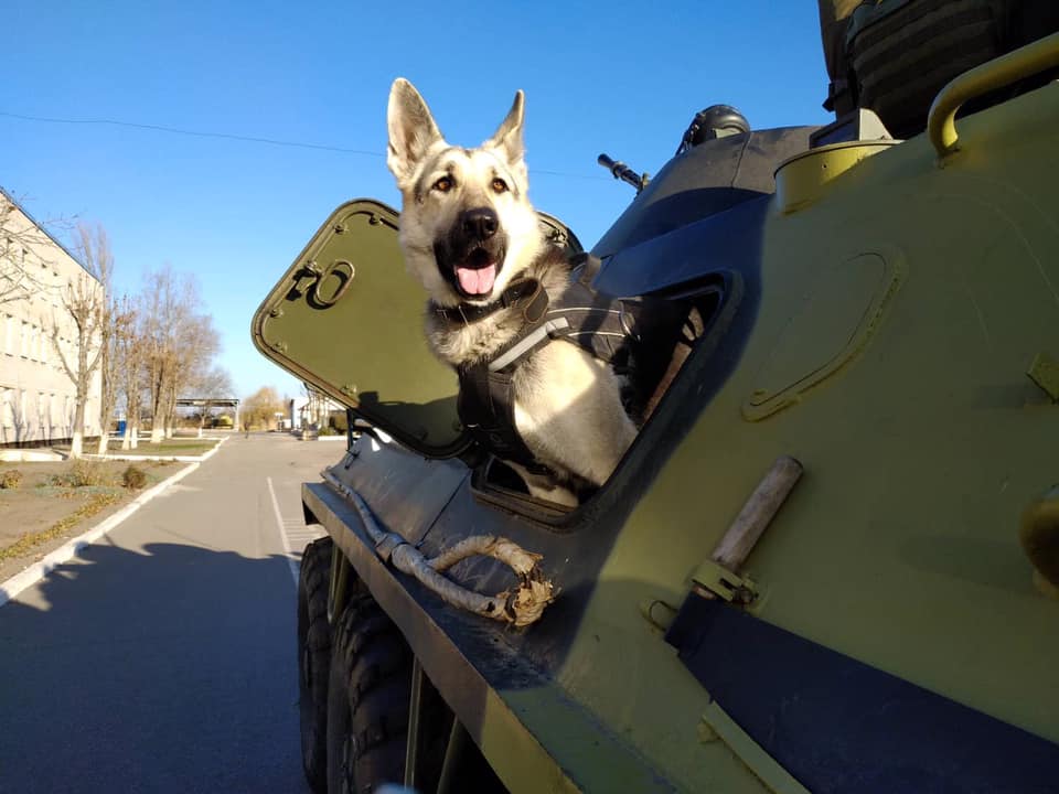 Собаки хозяина дома до сих пор служат в Нацгвардии / фото: fb Елена Гулая
