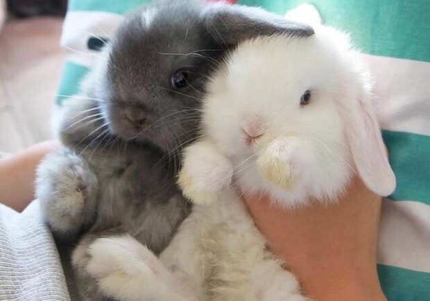 Трогательный зоопарк / фото fb Трогательный зоопарк в парке Глобы