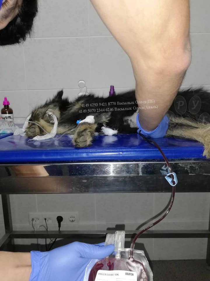 В брюшной полости пса много крови