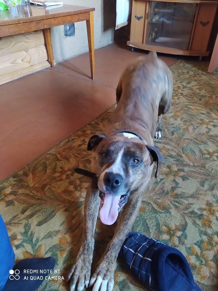 Босс уже дома / фото: fb КП "Зооконтроль"