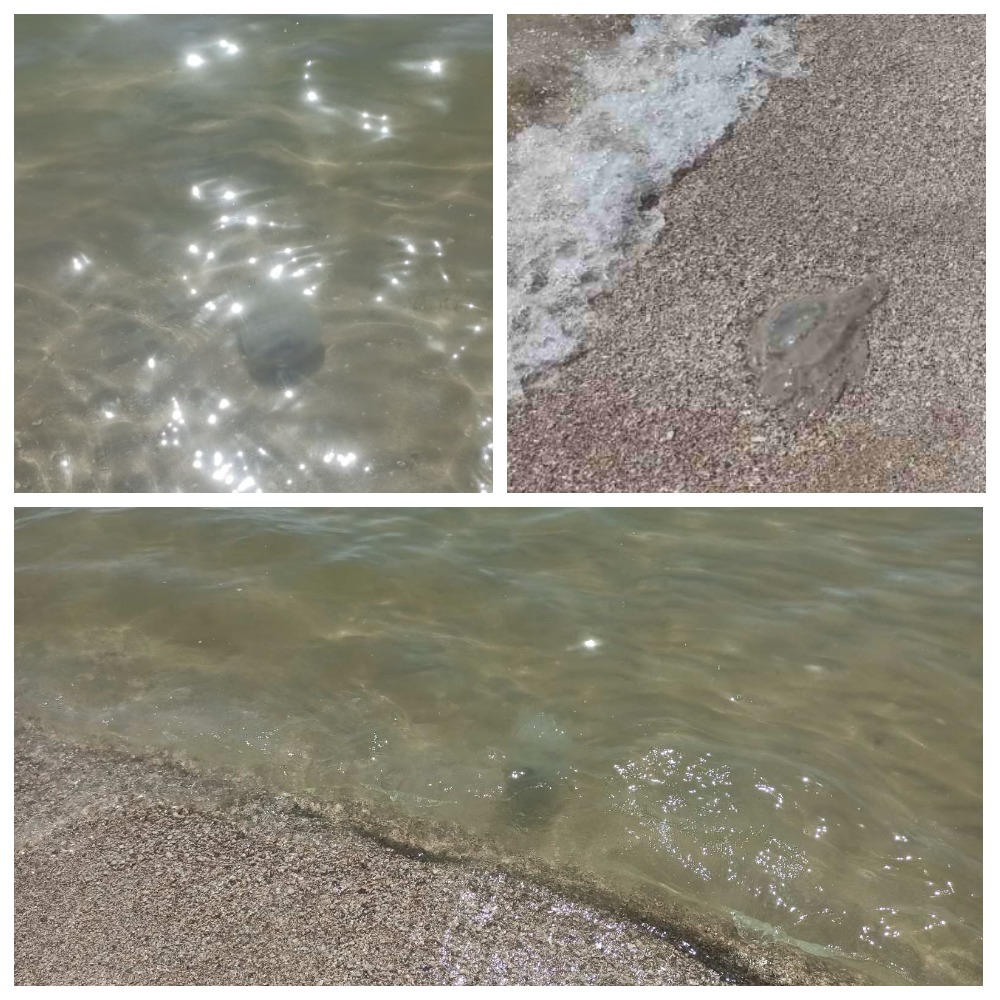 Медузы в Кирилловке / фото: Vgorode