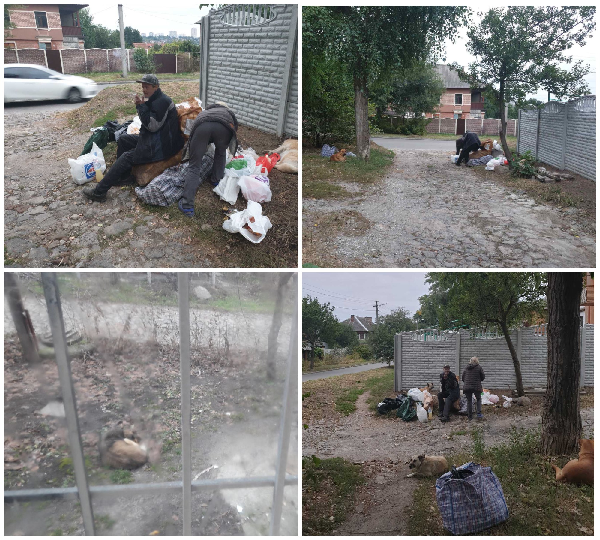 Мужчина говорит, что у дома бездомные с собаками / все фото предоставил читатель