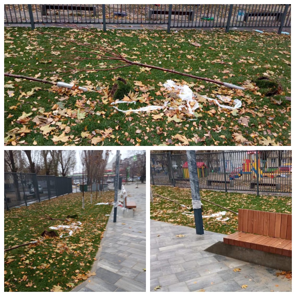 Вандалы выкопали сакуры