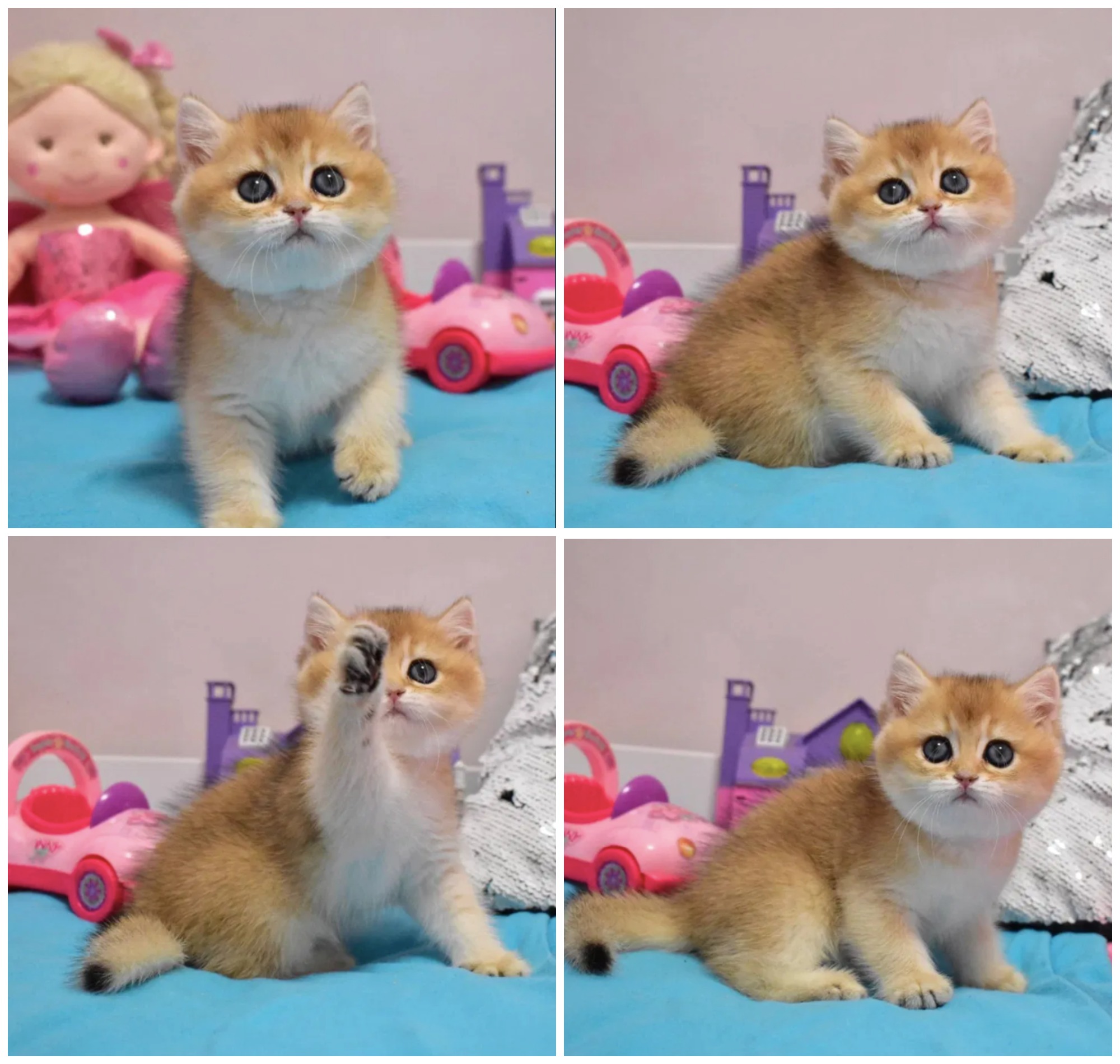 Вот так выглядит самый дорогой котенок в Днепре - фото из объявления на ОЛХ