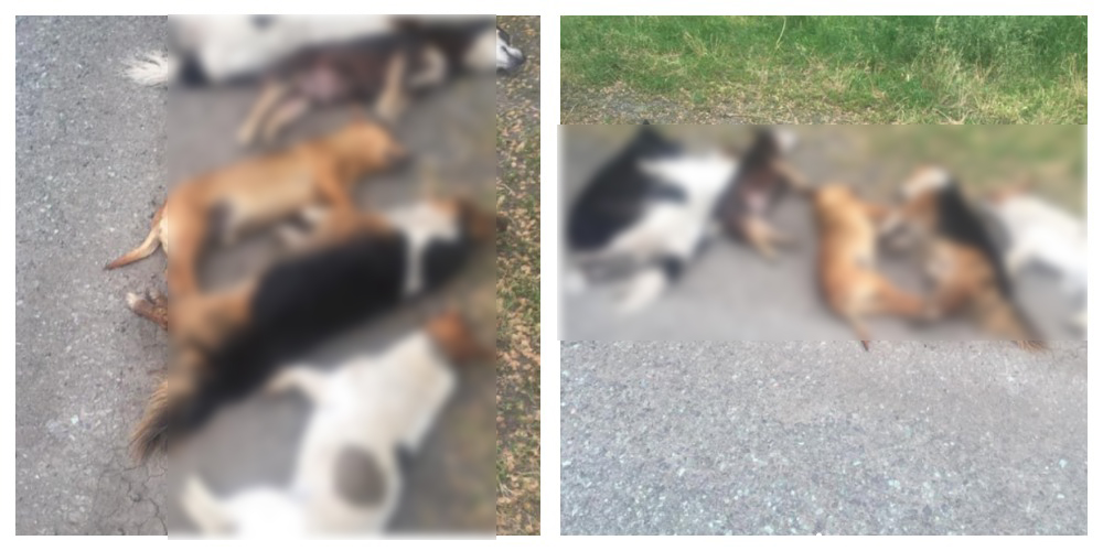 Убиты шесть собак / фото: dnipro loves animals