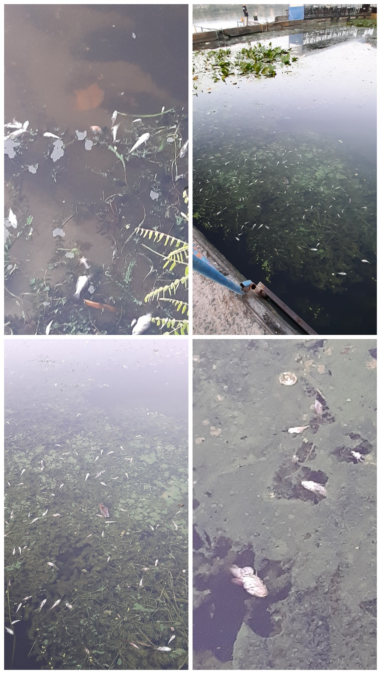 Мор рыбы в Днепре / фото: fb Tetyana Kilimchenko 