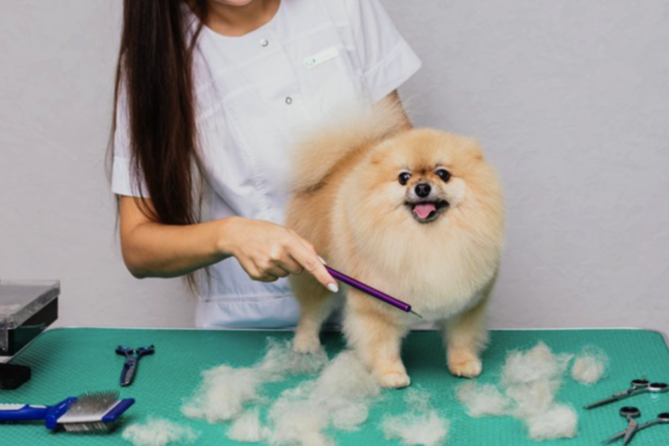 В Днепре предлагают связать носки из шерсти любимца / иллюстрация: freepik.com