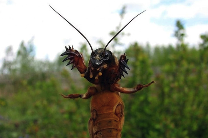 В Днепре продают медведок для лечения туберкулеза / иллюстрация: Pikabu