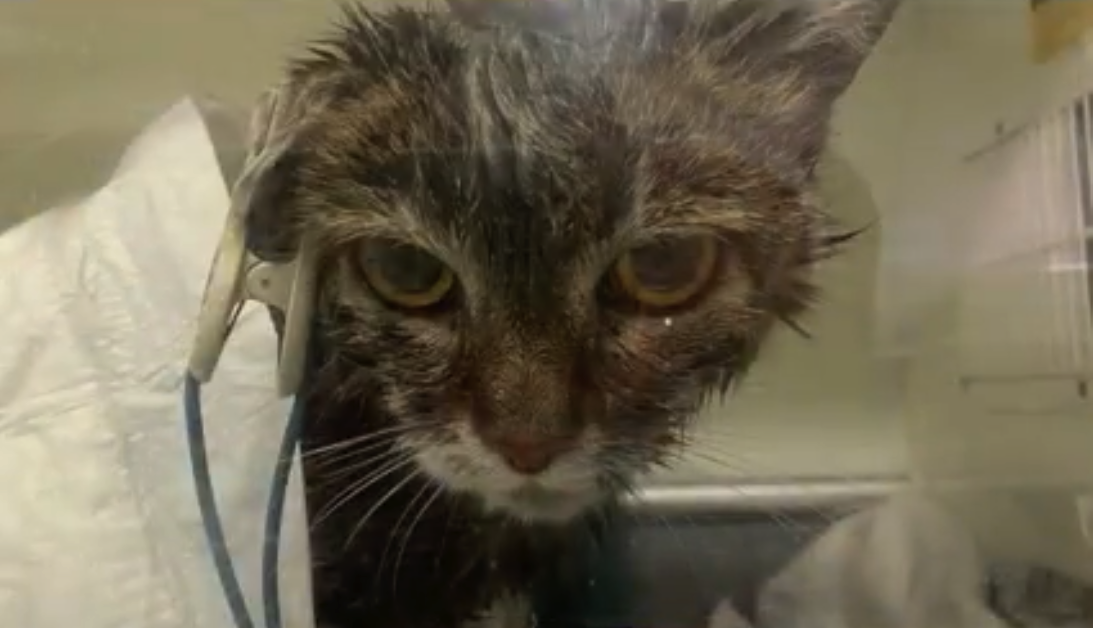 Кошечка выжила после пожара / фото: fb Ветеринарная клиника "На Рабочей"