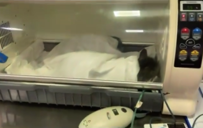 Малышка лежала в боксе / фото: fb Ветеринарная клиника "На Рабочей"