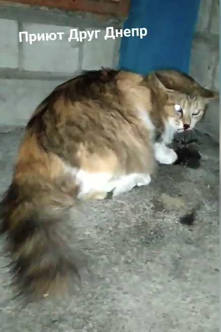Вот так выглядела кошка, когда ее нашли на Рабочей / фото: fb Реабилитационный центр и приют для животных попавших в беду «Друг»