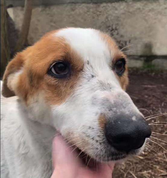 Каратик нашелся спустя больше двух недель / фото: ПРИЮТ для животных "ДРУГ " Днепр