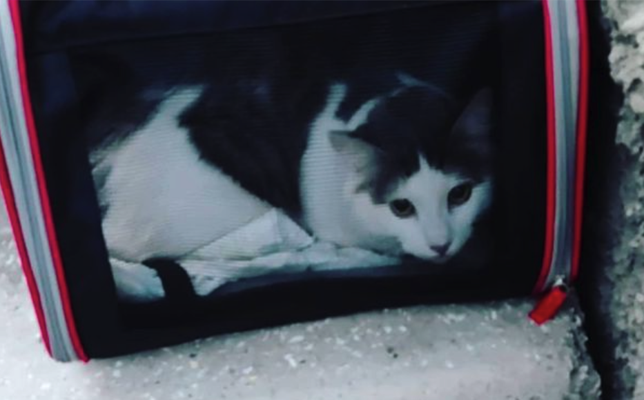 Деньги пойдут на лечение кота / фото: @biloustaras