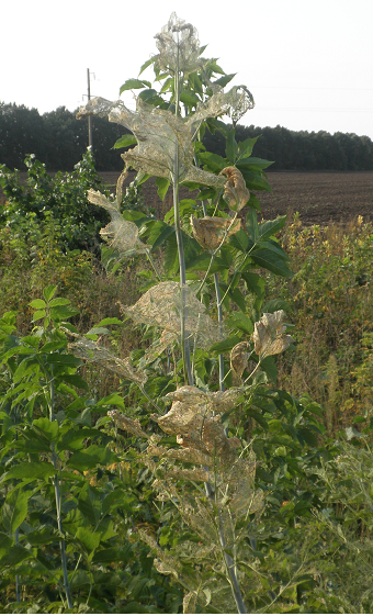 Если увидите такое на своем огороде, обращайтесь в Госпотребслужбу / consumer.gov.ua