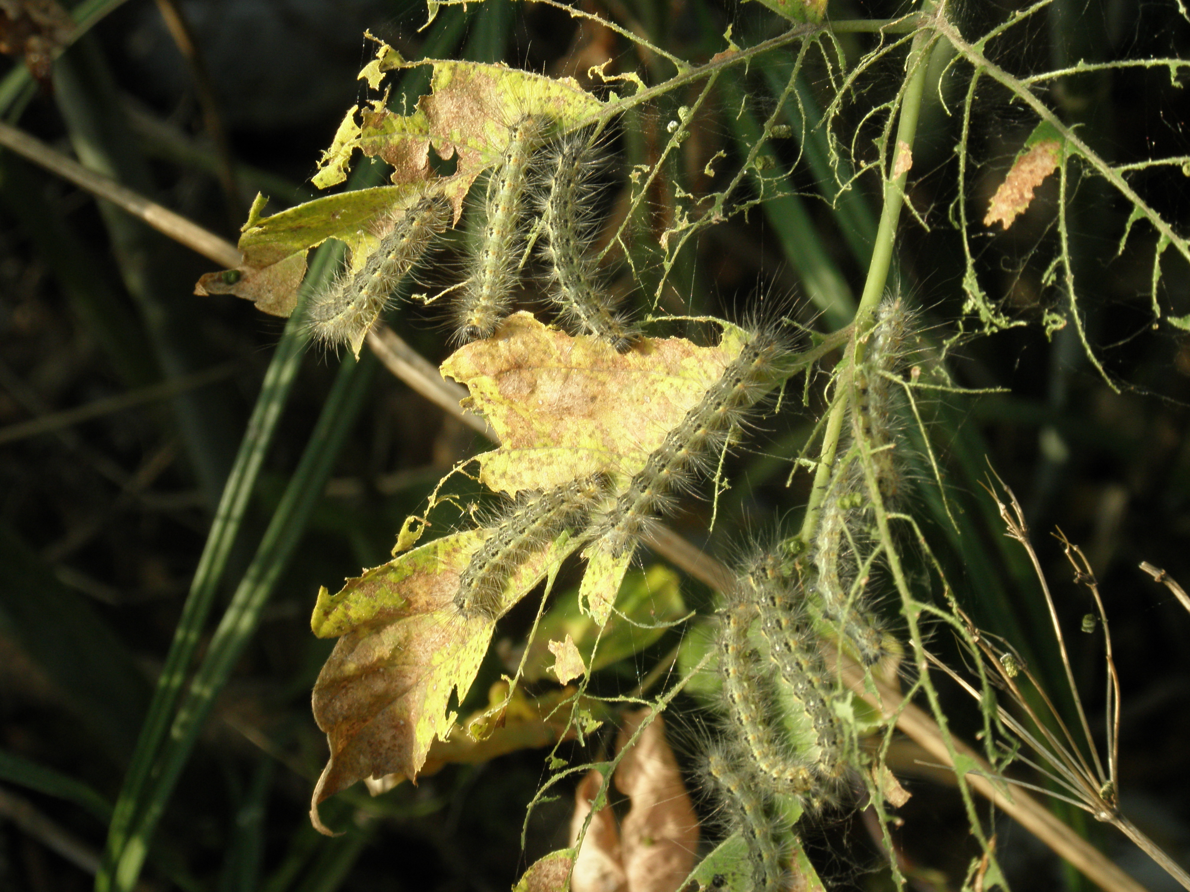 Вот так выглядит пораженное растение / consumer.gov.ua