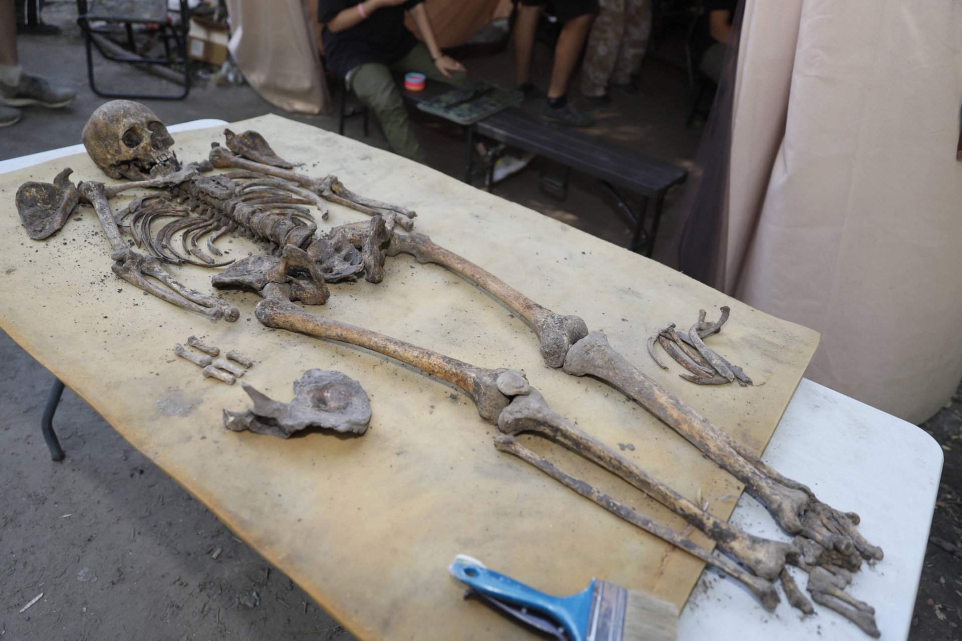 Вот так выглядит скелет, который выкопали археологи / фото: пресс-служба мэрии