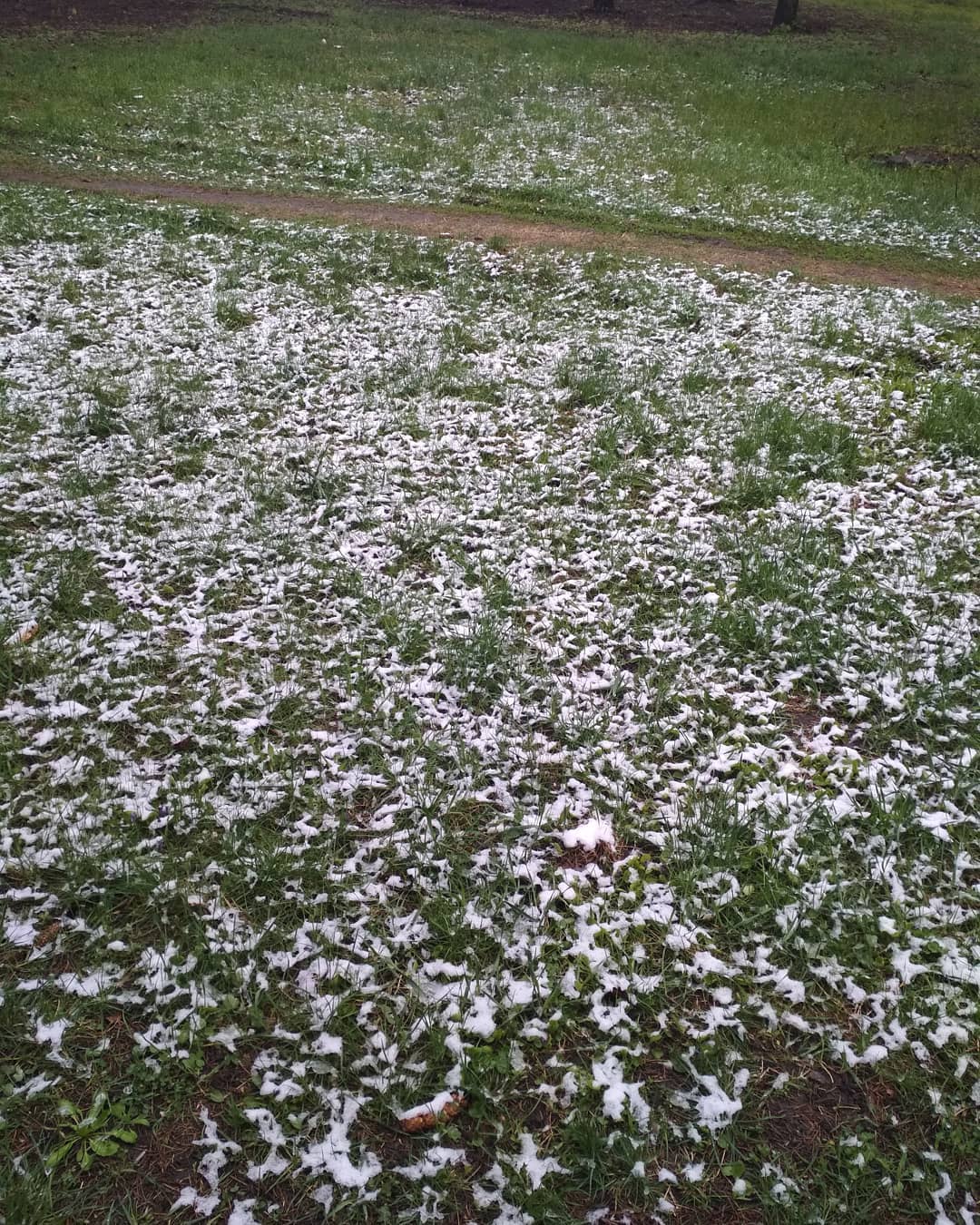 Вот так выглядела трава утром / @inka_shibko