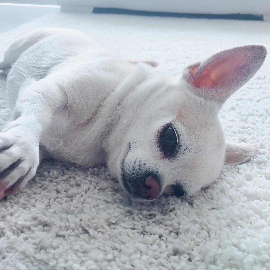 В Instagram у Малика много подписчиков не набралось / все фото: @dog_i_masya
