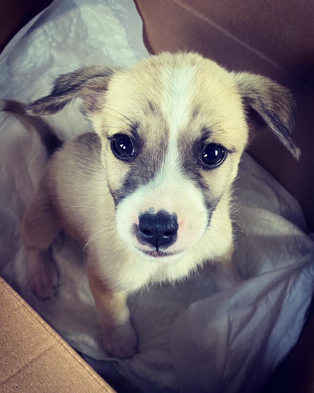 Малыш Вилли / фото: insta Марины Филатовой