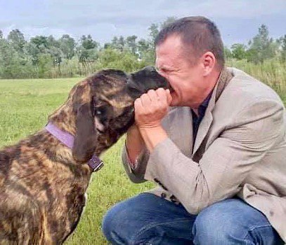 Абу породы английский мастиф / фото: instagram Бориса Филатова