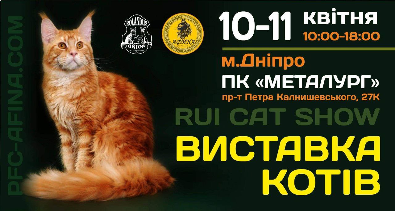 Выставка кошек: фото 1