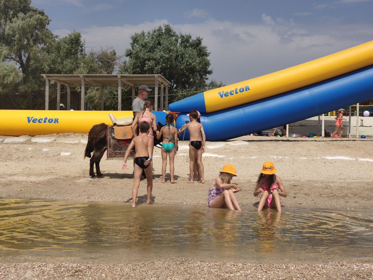 А животных тем временем продолжают эксплуатировать / фото: ВГороде