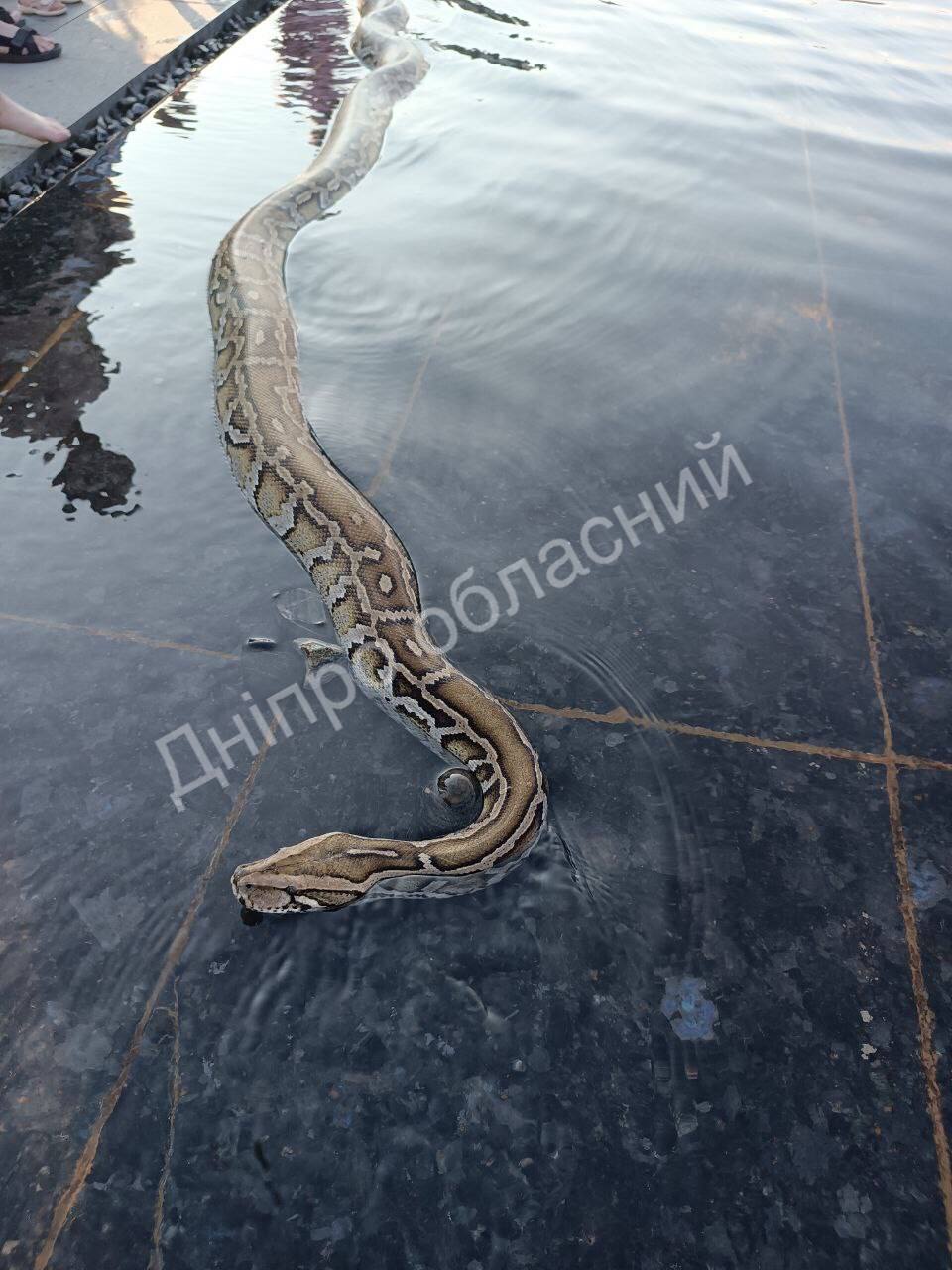 Питон в сквере Прибрежном -