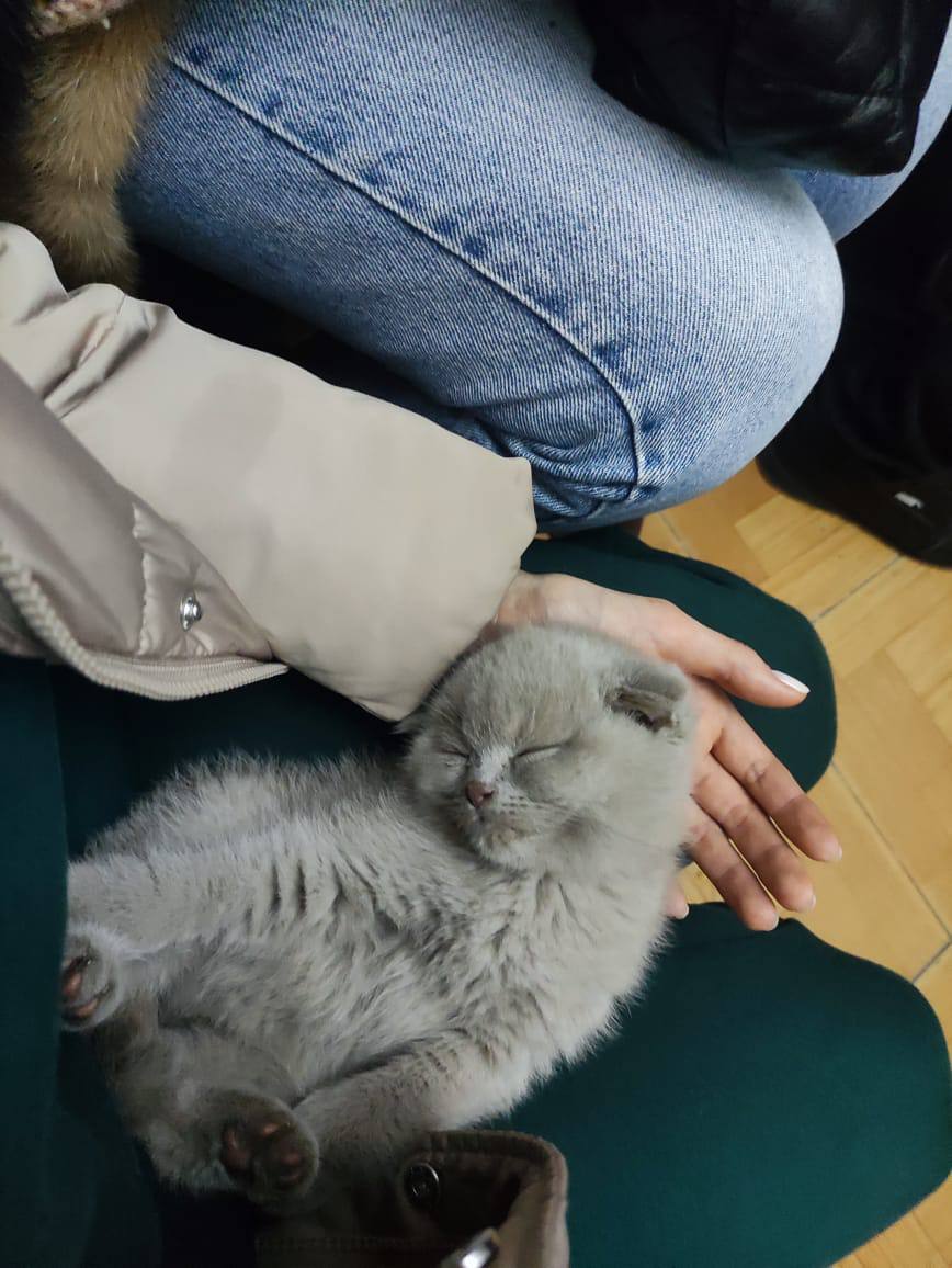 Люди були із тваринами -