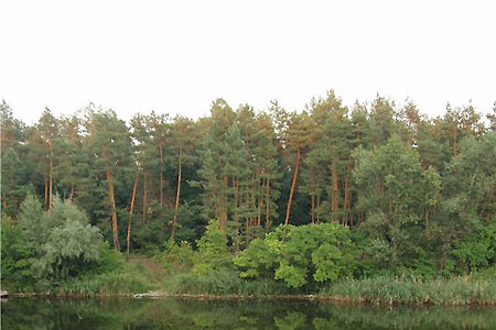 Прогулка по Самарскому лесу / фото greenrest.dp.ua