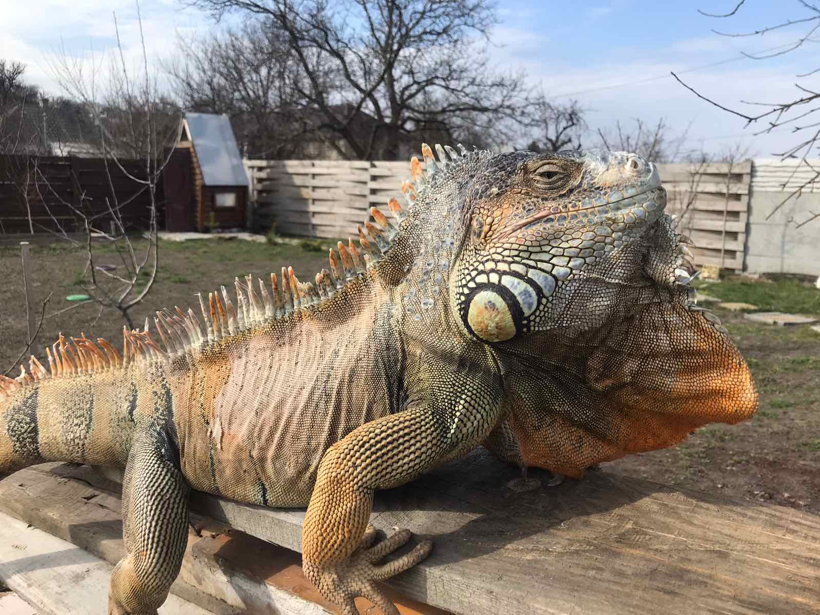 Пропавшая в Днепре игуана / фото предоставила хозяйка Мила